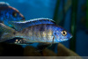 Цихлида Копадихромис Азуреус (Copadichromis azureus)