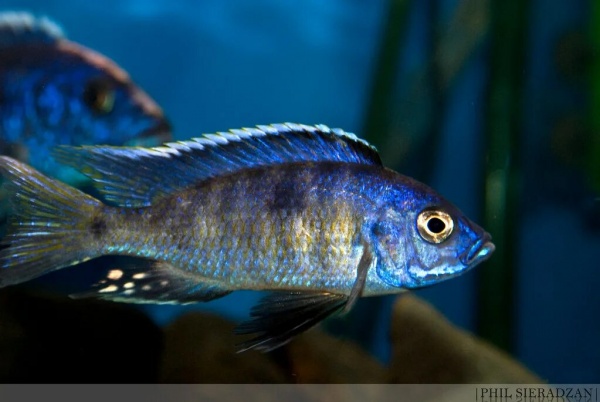 Цихлида Копадихромис Азуреус (Copadichromis azureus)