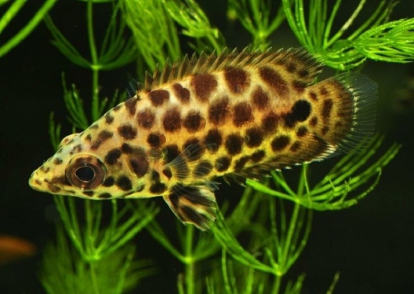 Ктенопома Леопардовая  (Ctenopoma Acutirostre) 2,5 см 