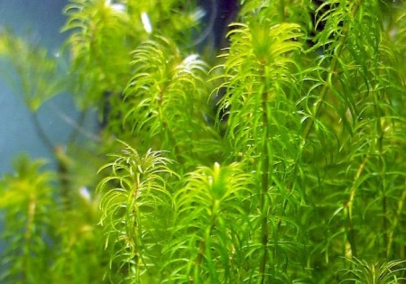 Эгерия найас (Egeria Najas Submerse)