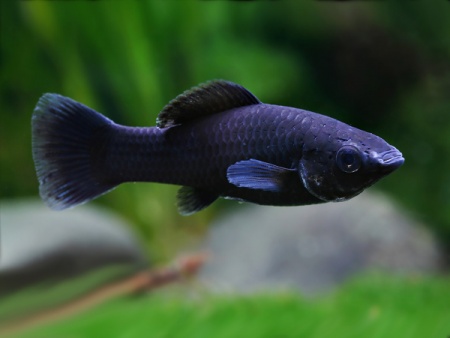 Моллинезия черная  (Poecilia sphenops Black Molly)