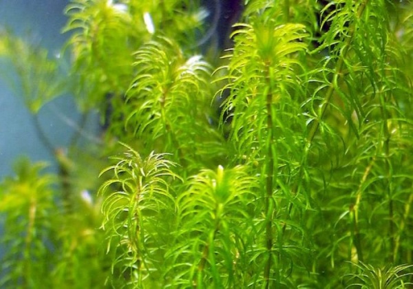 Эгерия найас (Egeria Najas Submerse)
