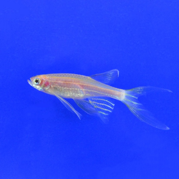 Данио рерио золотой (Danio rerio gold)