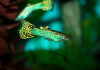Гуппи кобра зеленая (Guppy Cobra green)