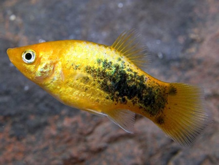 Пецилия золотой ситец (Xiphophorus maculatus gold calico Platy)