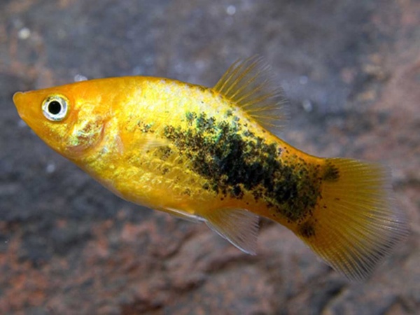 Пецилия золотой ситец (Xiphophorus maculatus gold calico Platy)