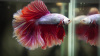 Петушок Халф Мун орхидея пурпурная самец (Betta male Halfmoon purple orchid)