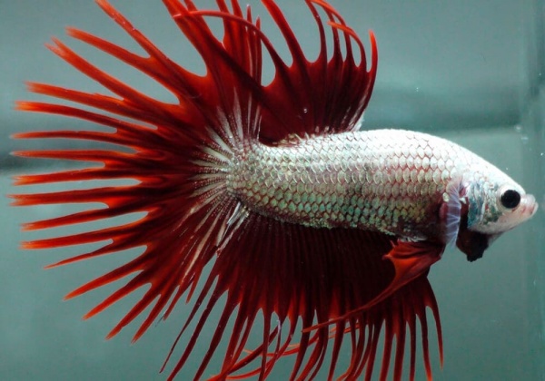 Петушок Коронохвостый красный дракон самец (Betta Fish Male-red-dragon krown-tail)