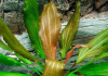 Эхинодорус розе розовый (Echinodorus Rose)