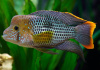 Акара бирюзовая (aequidens rivulatus)