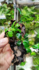 Анубиас Нана Петит на коряге 5-7 см  (Anubias nana)