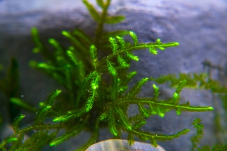 Мох рождественский - крисмас (Christmas Moss, Vesicularia montagnei)