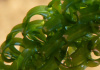 Лагаросифон курчавый (Lagarosiphon miscoides)