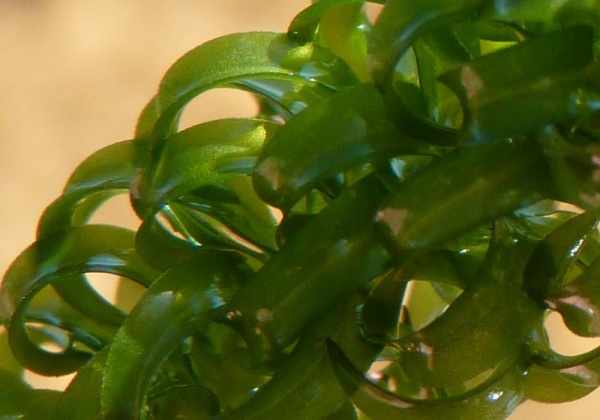 Лагаросифон курчавый (Lagarosiphon miscoides)