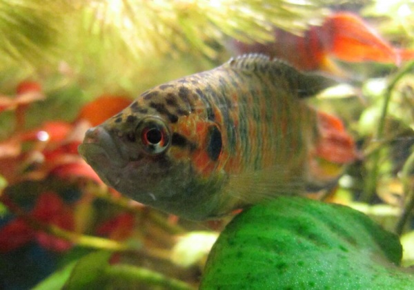 Макропод обыкновенный (Macropodus-opercularis)