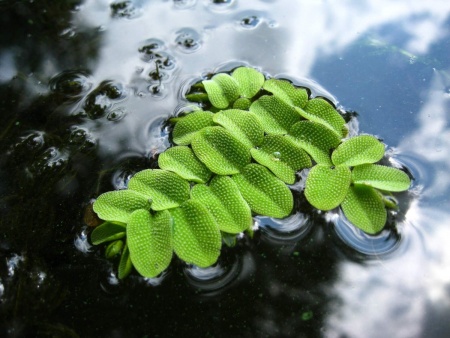 Сальвиния Плавающая  (Salvinia)
