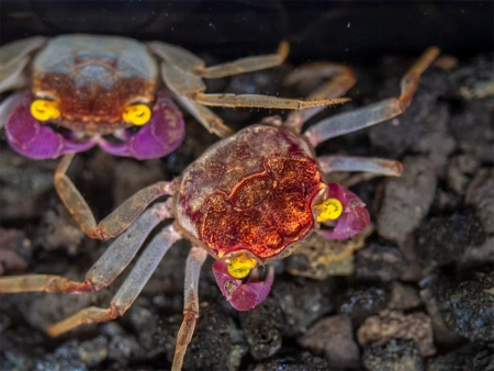 Краб Вампир Орхидея  (Geosesarma sp.) Orchid Vampire Crab