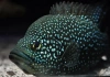  Паратиляпия Полени Звездчатая  (Paratilapia polleni) 3.5 - 3,8 см окрас мальковый 