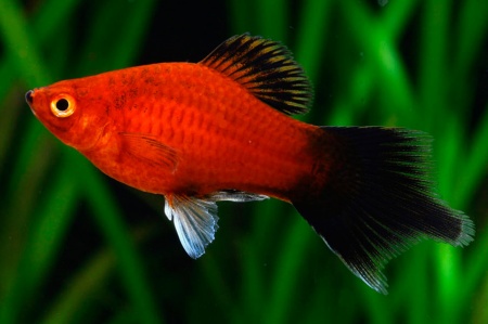 Пецилия редиска (Xiphophorus maculatus red black veiltail)
