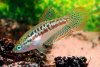 Гурами Карликовый Искрящийся (Пумила) (Trichopsis pumila) 2,2-2,5 см