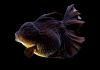 Оранда черная (Goldfish Oranda black) 10-12 см