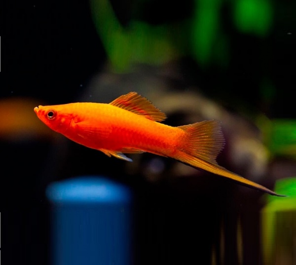 Меченосец Геллера красный (Xiphophorus helleri red)