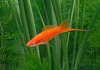 Меченосец Геллера красный (Xiphophorus helleri red)