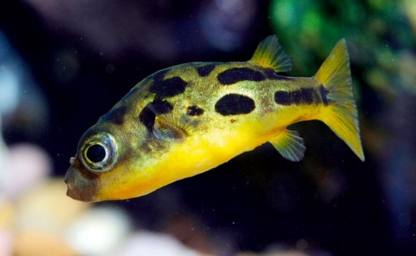 Тетрадон карликовый (Tetraodon travancoricus)