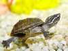 Черепаха Мускусная (Sternotherus odoratus)