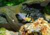 Цихлида Апистограмма Рамирези (apistogramma ramirezi) 3 см