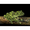 Телодерма лишаистая (Theloderma corticale) лягушка 