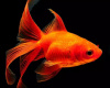 Риукин красный вуалехвостый  (Goldfish Ryukin red veiltail)