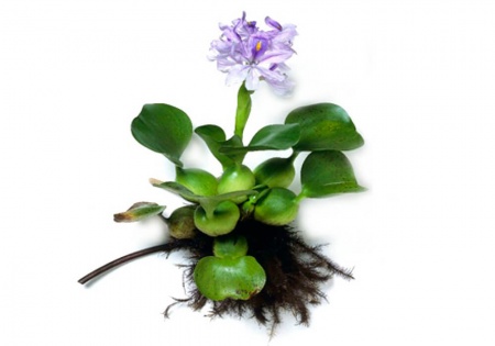 Водный гиацинт или Эйхорния красивейшая  (Eihornia-crassipes)