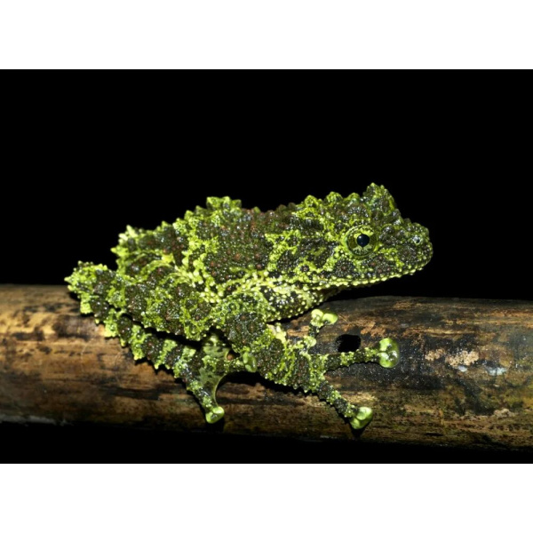 Телодерма лишаистая (Theloderma corticale) лягушка 