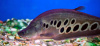 Нож Индийский Хитала глазчатый (Notopterus chitala) 7 см