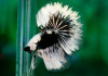 Петушок Халф Мун черный бабочка самец (Betta splendens Halfmoon black Butterfly)
