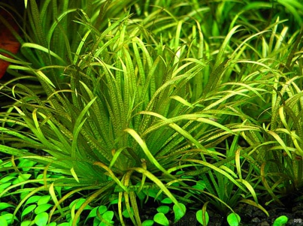 Бликса Японская (Blyxa japonica)