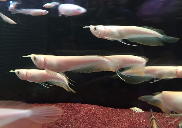 Арована Южноамериканская альбинос (Osteoglossum bicirrhosum albino) 10-12см