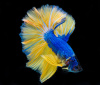 Петушок Халф Мун горчичный газ самец (Betta splendens Halfmoon Mustard Gas)