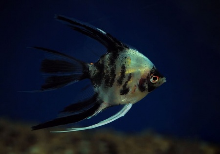 Скалярия Березка (pterophyllum birch)