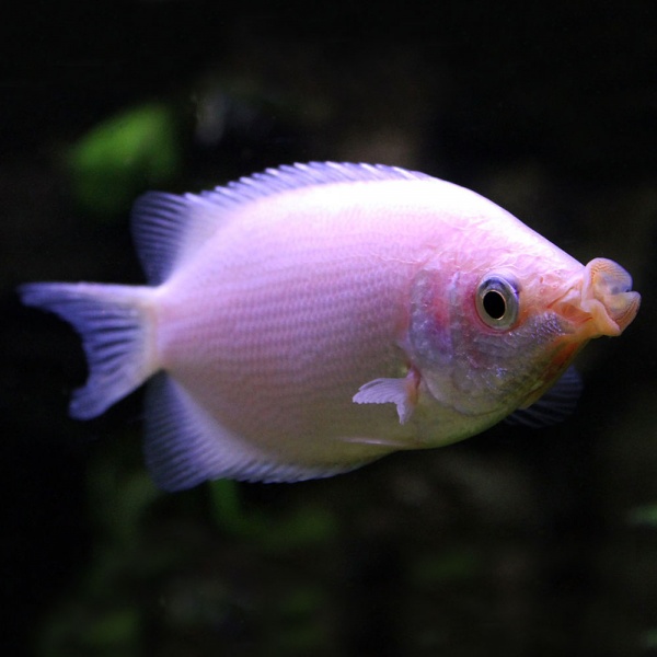 Гурами целующийся (Helostoma temminkii) 5 см
