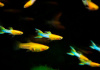 Гуппи Эндлера голубое золото (Guppy) Самец