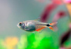 Хемиграммус Тетра гоноптерус (Hemigrammus Caudovittatus)
