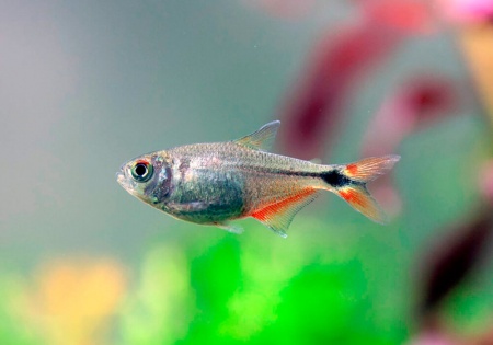 Хемиграммус Тетра гоноптерус (Hemigrammus Caudovittatus)