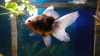 Оранда ситцевая  (Goldfish Oranda calico)
