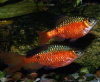 Барбус огненный (Barbus conchonius) 5-6см