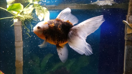 Оранда ситцевая  (Goldfish Oranda calico)