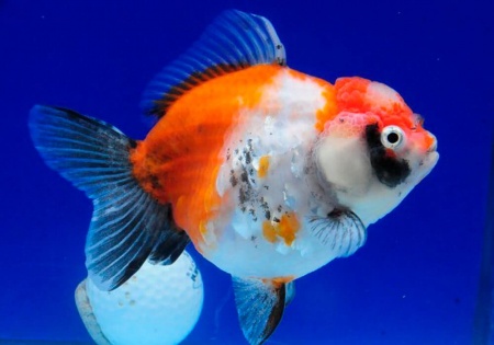 Оранда трехцветная (Goldfish Oranda trikolor)