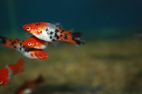 Меченосец Геллера трехцветный (Xiphophorus helleri Tricolor)