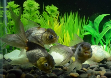 Оранда голубая (Goldfish Oranda blue)
